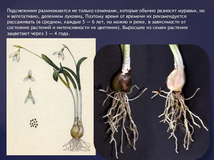 Подснежники размножаются не только семенами, которые обычно разносят муравьи, но