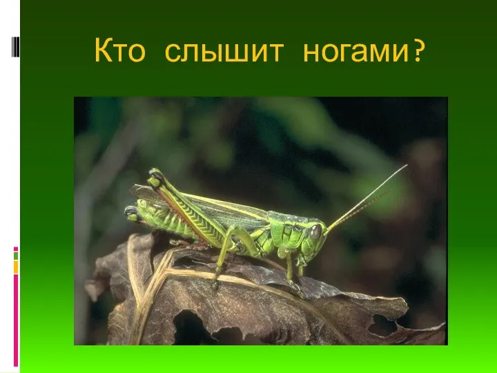 Кто слышит ногами?