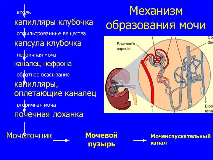 Механизм образования мочи кровь капилляры клубочка отфильтрованные вещества капсула клубочка