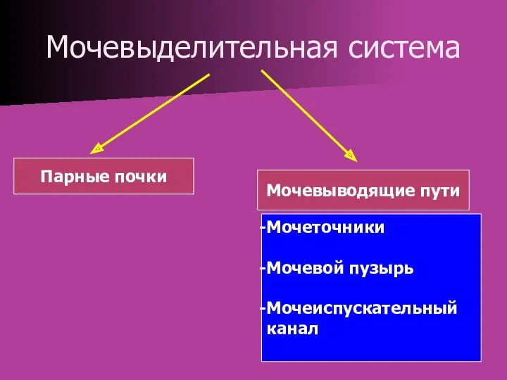 Мочевыделительная система Парные почки Мочевыводящие пути Мочеточники Мочевой пузырь Мочеиспускательный канал