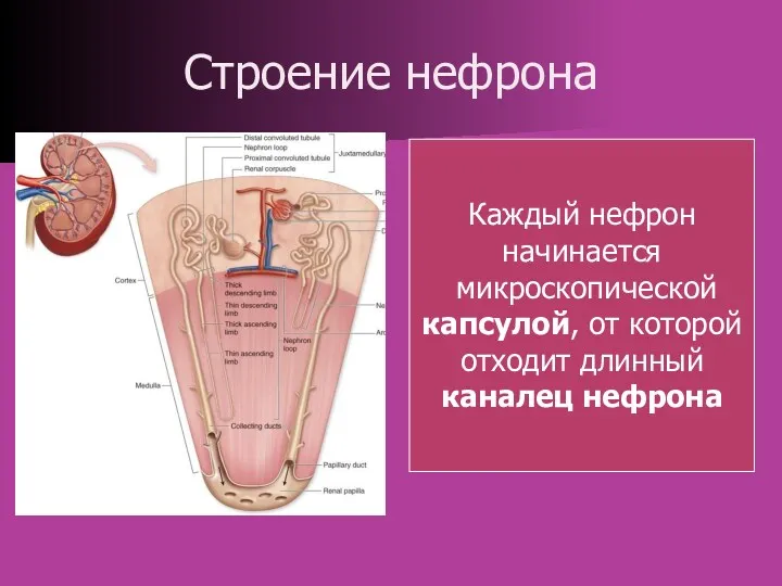 Строение нефрона Каждый нефрон начинается микроскопической капсулой, от которой отходит длинный каналец нефрона