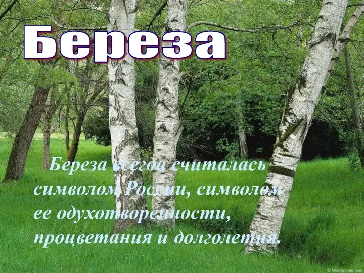 Береза Береза всегда считалась символом России, символом ее одухотворенности, процветания и долголетия.