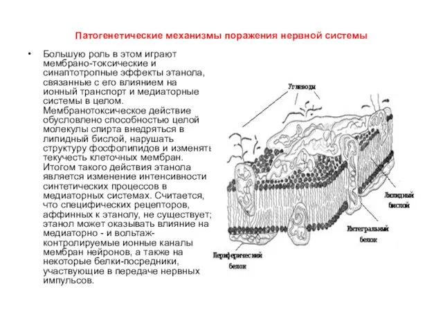 Патогенетические механизмы поражения нервной системы Большую роль в этом играют