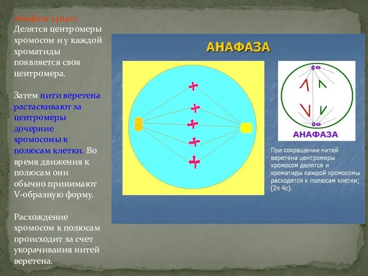 Анафаза (4n4c). Делятся центромеры хромосом и у каждой хроматиды появляется