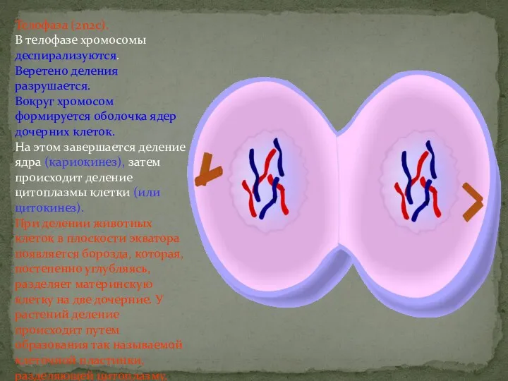 Телофаза (2n2c). В телофазе хромосомы деспирализуются. Веретено деления разрушается. Вокруг