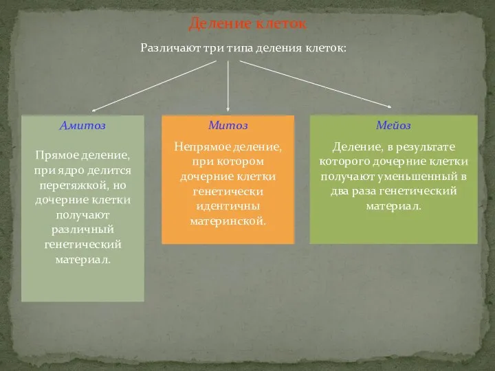 Деление клеток Различают три типа деления клеток: Амитоз Прямое деление,