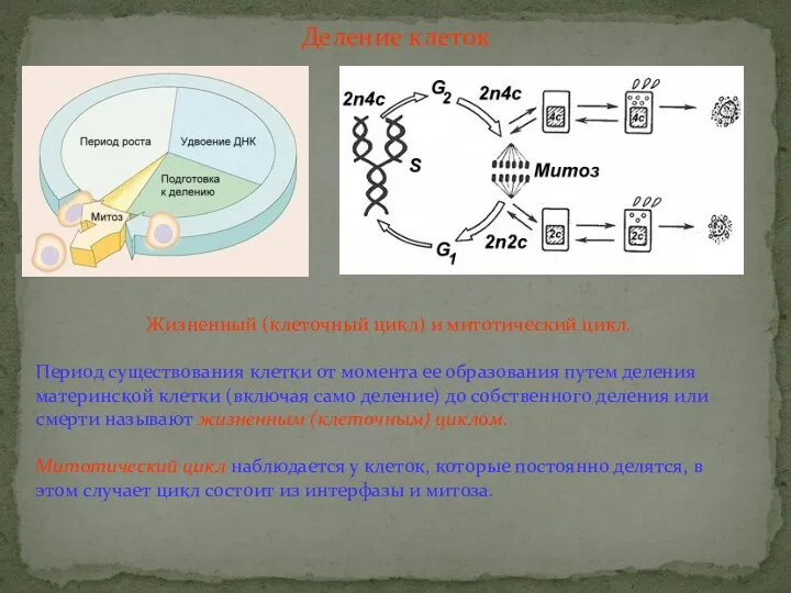 Деление клеток Жизненный (клеточный цикл) и митотический цикл. Период существования