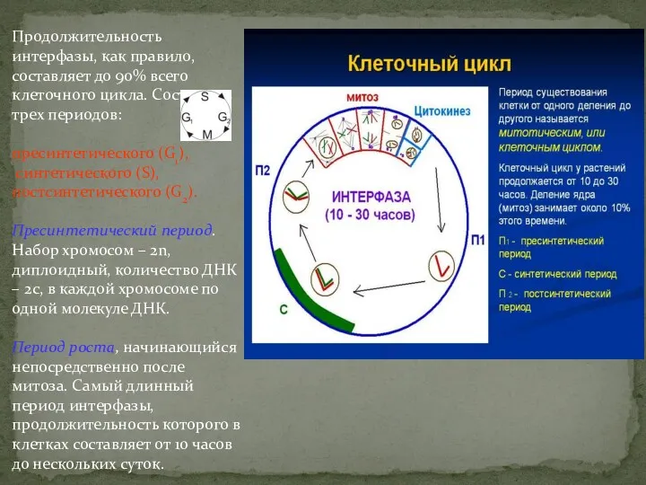 Продолжительность интерфазы, как правило, составляет до 90% всего клеточного цикла.