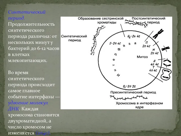 Синтетический период. Продолжительность синтетического периода различна: от нескольких минут у