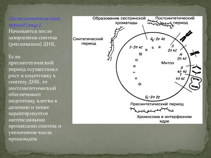 Постсинтетический период (2n4c). Начинается после завершения синтеза (репликации) ДНК. Если