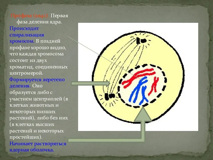 Профаза (2n4c). Первая фаза деления ядра. Происходит спирализация хромосом. В