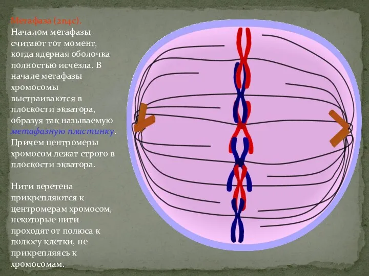 Метафаза (2n4c). Началом метафазы считают тот момент, когда ядерная оболочка