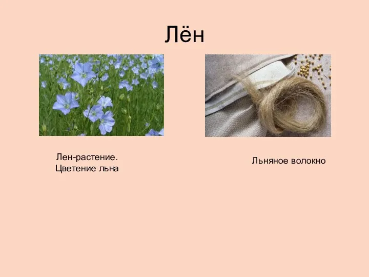 Лён Льняное волокно Лен-растение. Цветение льна