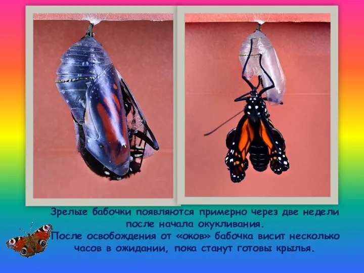 Зрелые бабочки появляются примерно через две недели после начала окукливания. После освобождения от