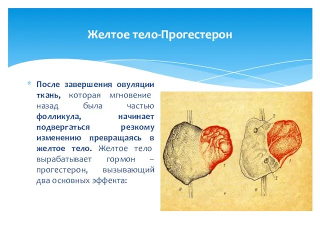 Желтое тело-Прогестерон После завершения овуляции ткань, которая мгновение назад была