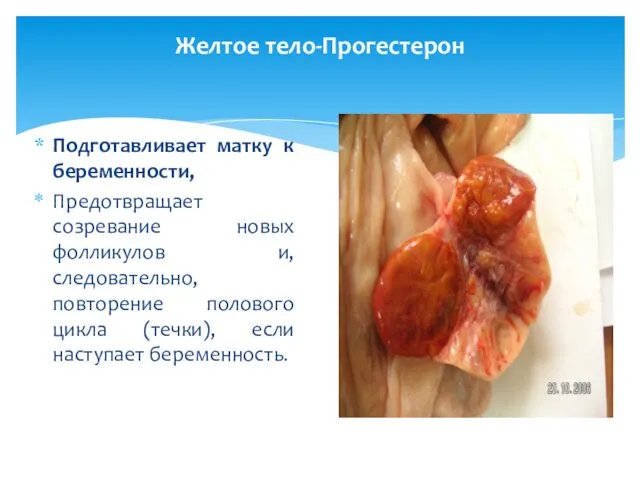 Желтое тело-Прогестерон Подготавливает матку к беременности, Предотвращает созревание новых фолликулов