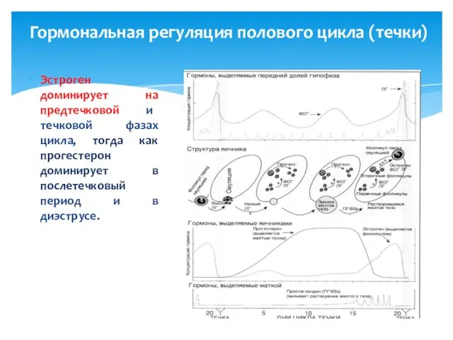 Гормональная регуляция полового цикла (течки) Эстроген доминирует на предтечковой и