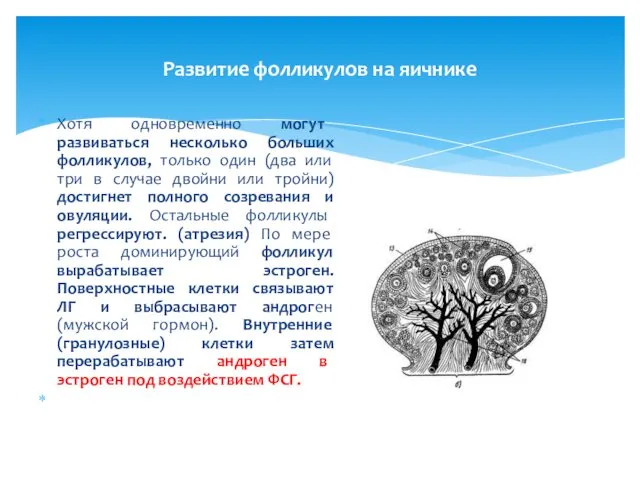 Развитие фолликулов на яичнике Хотя одновременно могут развиваться несколько больших