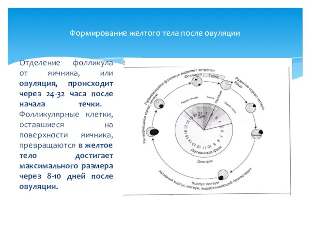 Формирование желтого тела после овуляции Отделение фолликула от яичника, или