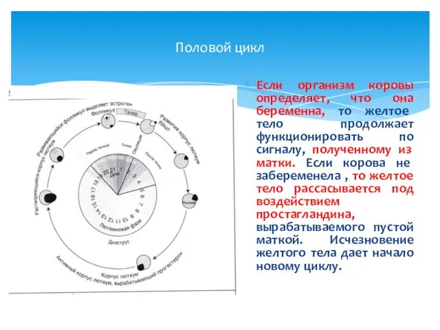 Половой цикл Если организм коровы определяет, что она беременна, то