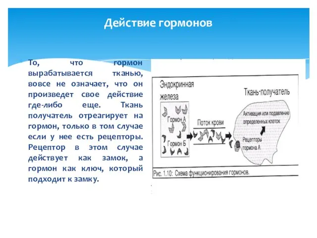 Действие гормонов То, что гормон вырабатывается тканью, вовсе не означает,