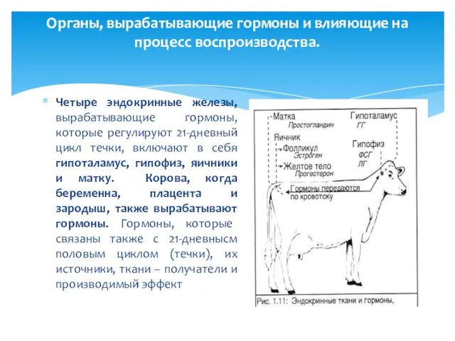 Органы, вырабатывающие гормоны и влияющие на процесс воспроизводства. Четыре эндокринные