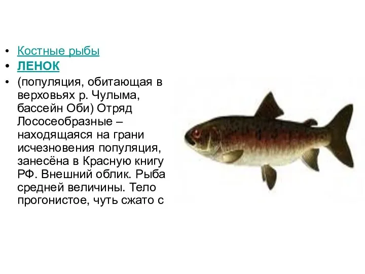 Костные рыбы ЛЕНОК (популяция, обитающая в верховьях р. Чулыма, бассейн Оби) Отряд Лососеобразные