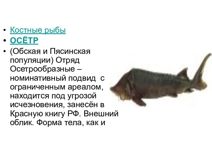 Костные рыбы ОСЁТР (Обская и Пясинская популяции) Отряд Осетрообразные –номинативный подвид с ограниченным