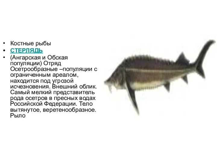 Костные рыбы СТЕРЛЯДЬ (Ангарская и Обская популяции) Отряд Осетрообразные –популяции с ограниченным ареалом,