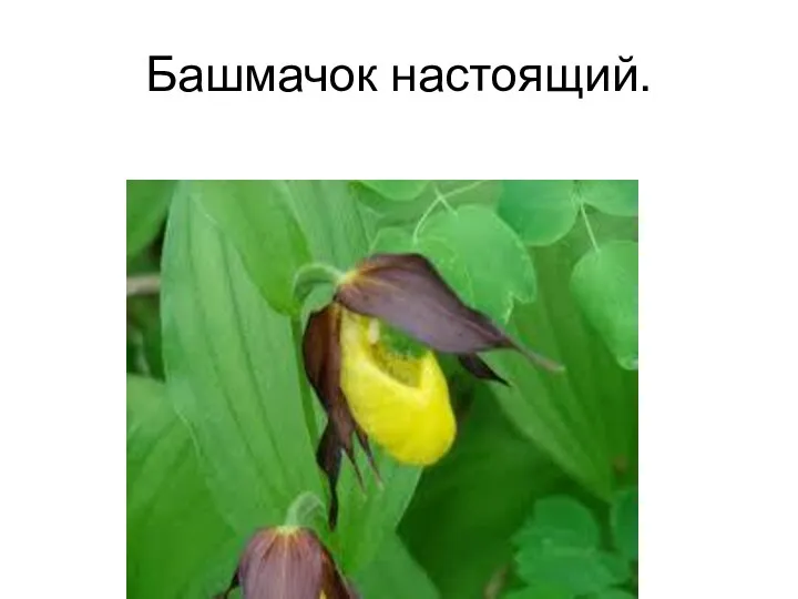 Башмачок настоящий.