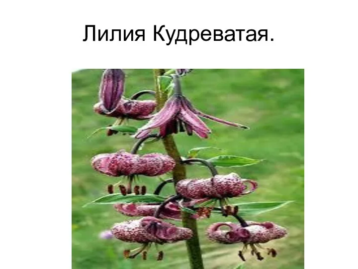 Лилия Кудреватая.