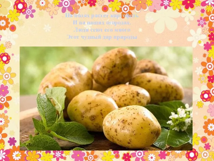 На полях растет картофель И на наших огородах. Люди сеют его много Этот чудный дар природы