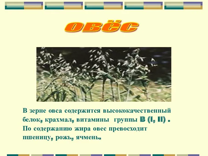 овёс В зерне овса содержится высококачественный белок, крахмал, витамины группы