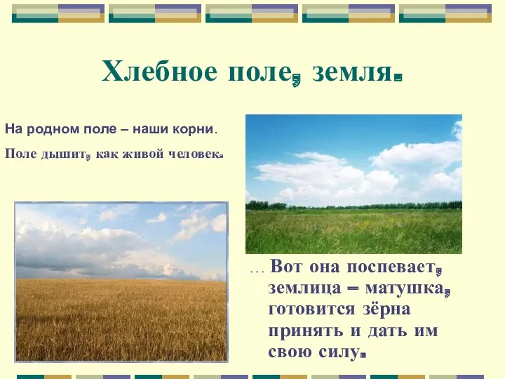 Хлебное поле, земля. … Вот она поспевает, землица – матушка, готовится зёрна принять