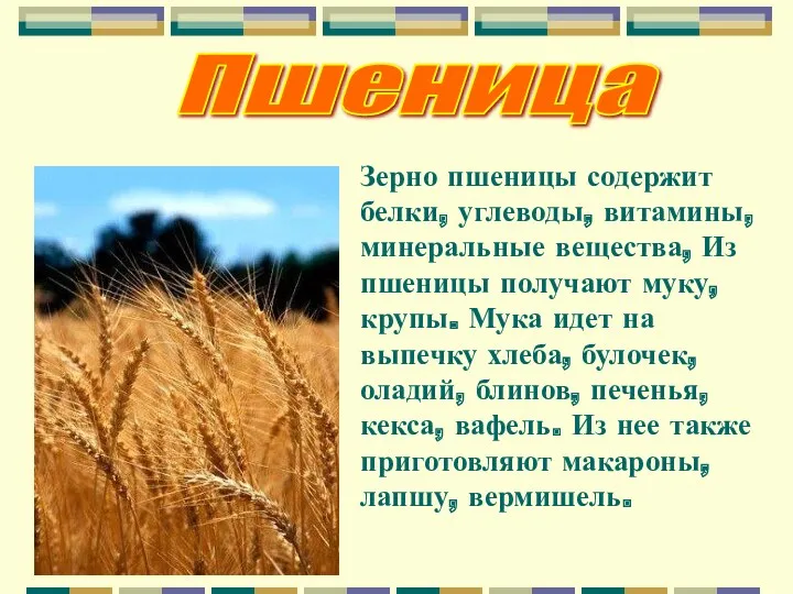 Пшеница Зерно пшеницы содержит белки, углеводы, витамины, минеральные вещества, Из пшеницы получают муку,