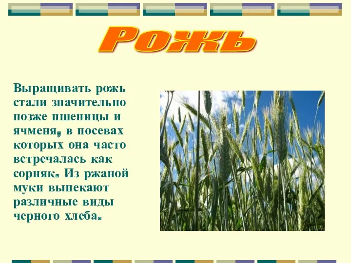 Рожь Выращивать рожь стали значительно позже пшеницы и ячменя, в