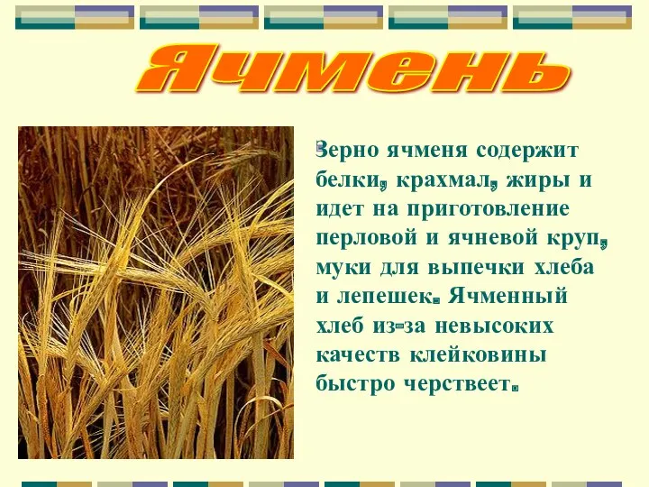 Ячмень . Зерно ячменя содержит белки, крахмал, жиры и идет на приготовление перловой