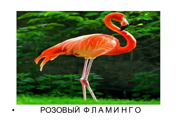 РОЗОВЫЙ Ф Л А М И Н Г О