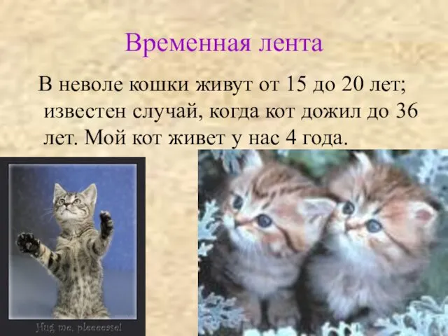 Временная лента В неволе кошки живут от 15 до 20 лет; известен случай,