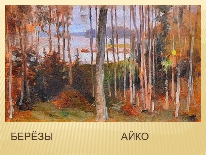 Берёзы айко