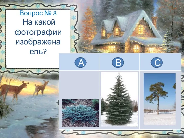 Вопрос № 8 На какой фотографии изображена ель? А В С