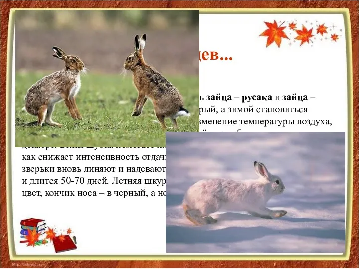 В средней полосе России можно встретить зайца – русака и