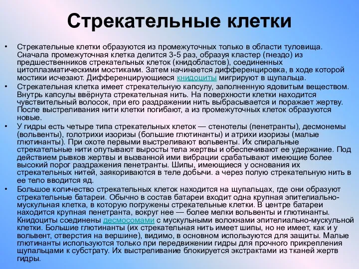 Стрекательные клетки Стрекательные клетки образуются из промежуточных только в области