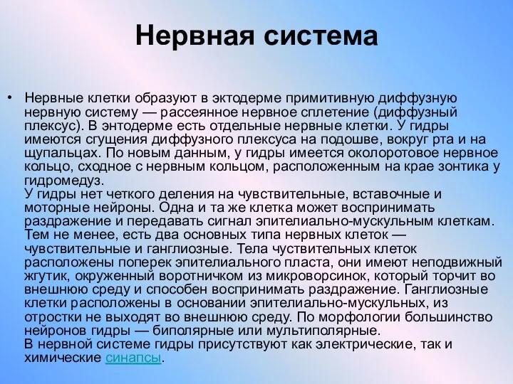 Нервная система Нервные клетки образуют в эктодерме примитивную диффузную нервную