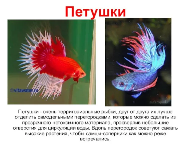 Петушки Петушки - очень территориальные рыбки, друг от друга их лучше отделить самодельными