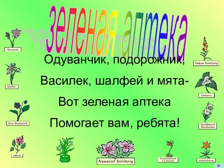 зеленая аптека Одуванчик, подорожник, Василек, шалфей и мята- Вот зеленая аптека Помогает вам, ребята!