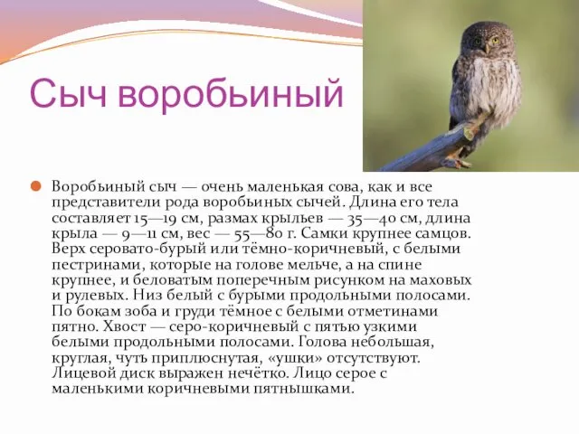 Сыч воробьиный Воробьиный сыч — очень маленькая сова, как и все представители рода