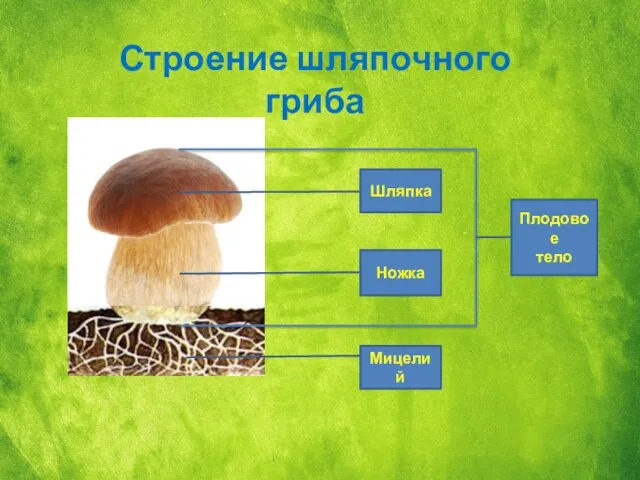 Строение шляпочного гриба Шляпка Ножка Плодовое тело Мицелий