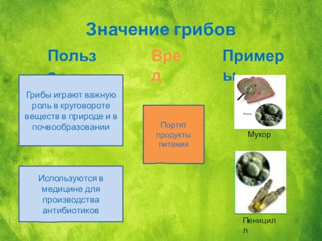 Значение грибов Польза Вред Примеры Портят продукты питания Грибы играют