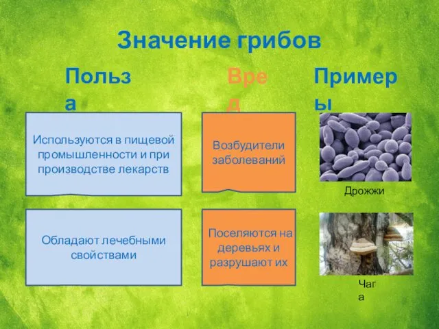 Значение грибов Польза Вред Примеры Используются в пищевой промышленности и